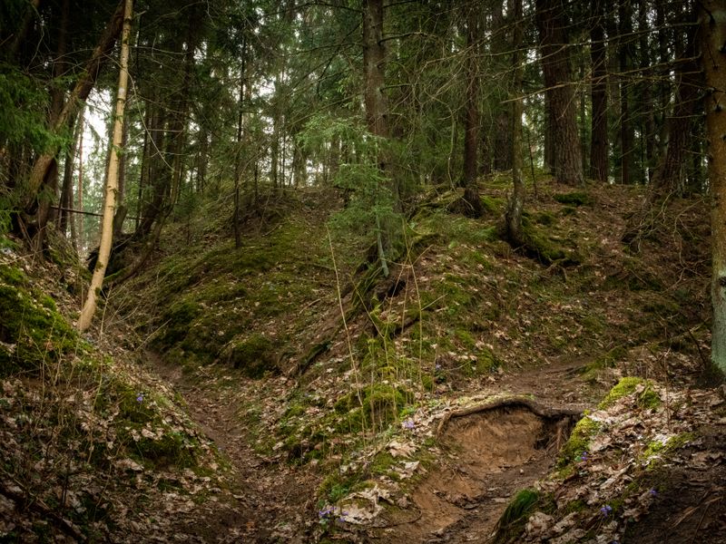 Omszała ścieżka w wieczornym świetle na terenie Lenno Uroczysko